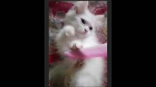 I Love Bitting, Scratching - Persian Kitten
