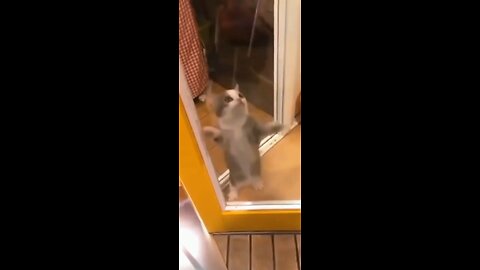 Funny cats compilation.cute cats fighting