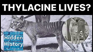 Thylacines: ‘Tasmanian Tiger’ survived into 1980s’ and could still live, new research says