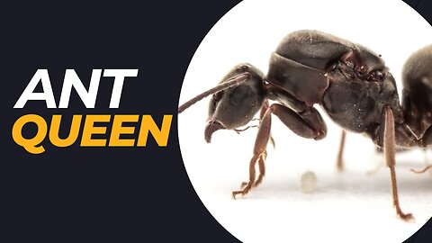 The Mystery Queen Ant Lifespan