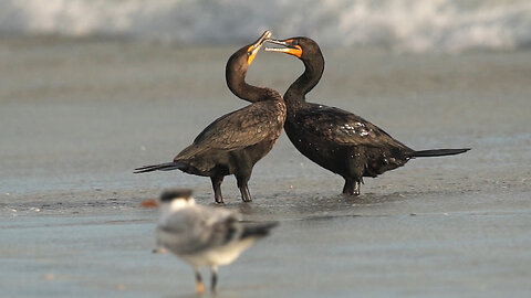 Cormorants In Love?