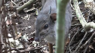 Blue Duiker (Philantomba monticola) | Smallest South African Antelope