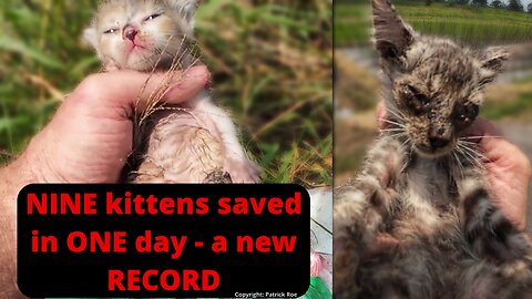 A record of infamy - NINE kittens rescued in ONE Day!