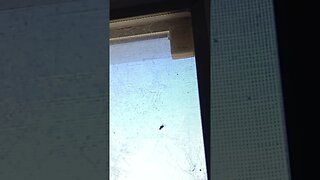 SALTING A FLY (11/02/23)