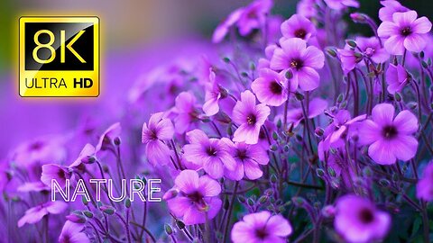 HD flower video Beautiful Nature Royalty free Stoc