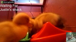 Ducklings 1 Day Old