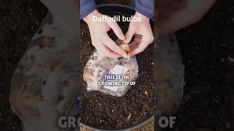 👍🏼Tip for Planting Daffodils CORRECTLY💯