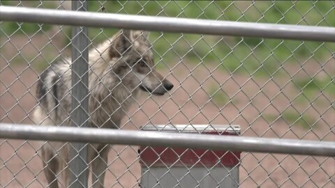 Coloradans speak out in last public comment meeting for wolf reintroduction plan