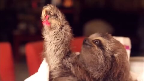 Baby Sloths Being Sloths Funny Complition