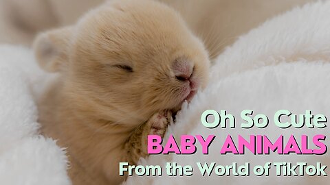 Oh So Cute. Baby Animals From The World of TikTok