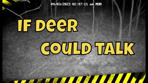 Trail Cam Footage of Deer Talking in the Woods #trailcam #trailcamera #trailcams