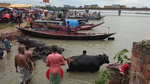 আশুলিয়ায় কোরবানির হাট ঘিরে উৎসবের আমেজ! | Ashulia Cow Market | Qurbani Eid