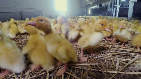 Cute little yellow ducklings at poultry farm