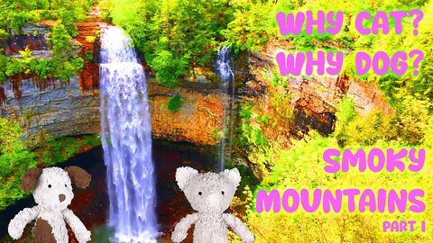 Cat and Dog Visit the Smoky Mountains Part I