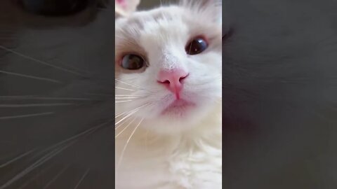 Cute and Funny cat meow ☺️! @TikTok_daily