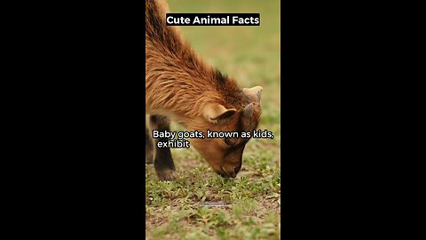 Cute Animal Facts | #funfacts #cuteanimals