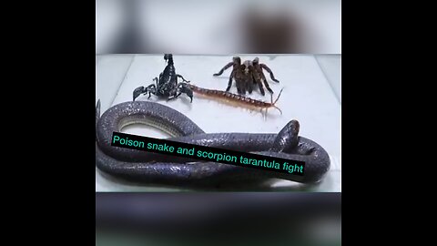 Scorpion poison snake big fight