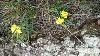 Native plant on our property Hibbertia Longifolia