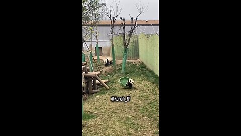 Funny pandas