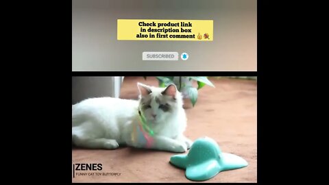 cute cat videos 😹 funny videos 😂 888 😻#shorts #shortsfunny #cutecat #catvideos #catstoys #catscare