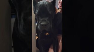 HUGE Cane Corso Puppy Gets INCREDIBLE LOVE #shorts #viral #pets