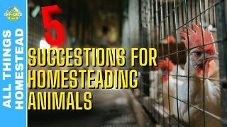 5 Suggestions For Homesteading Animals - City Prepping - Homestead Vlog