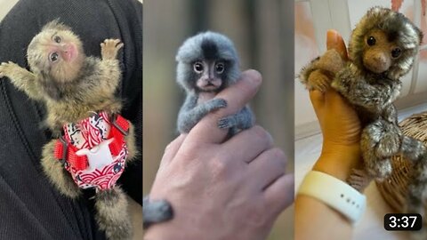 FINGER MONKEY - Cute and Funny Video OF Common Marmoset Monkey 2023