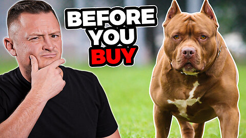Is the PIT BULL Right For You?