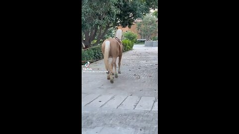 Horse Dancing beautifully