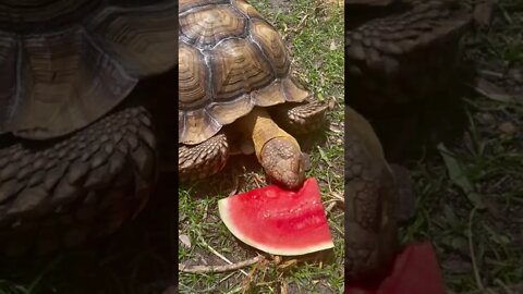 Tortellini vs. Watermelon