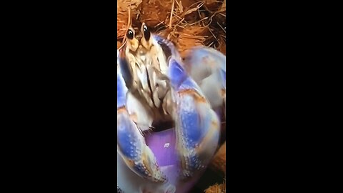 Hermit crabs are beautiful and colorful creatures as beloved pets?