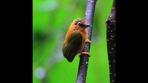 White-browed Piculet bird video