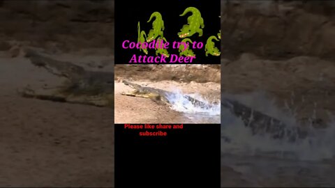 Cocodile try to attack Deer #youtubeshorts #shorts #shortvideo