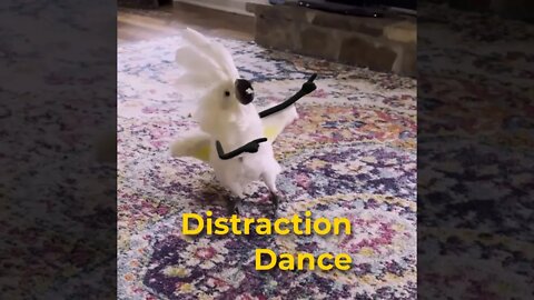 🕺 Distraction Dance 🕺
