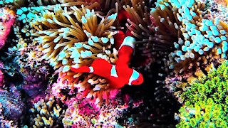 Beautiful clown fish swim safely among very deadly tentacles