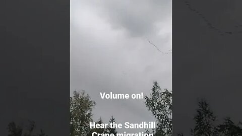 sandhill crane migration. listen to how loud the second largest crane in North America is! 4ft tall!