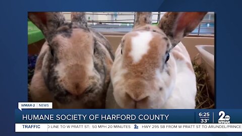 Carrot and Ranch the rabbits are up for adoption at the Humane Society of Harford County