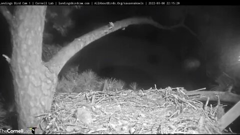 Mom Leaves-Returns With a Frog 🦉 3/8/22 22:15