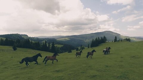 Capturing the Beauty and Majesty of Horses