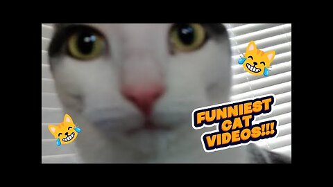 A collection of funny cat videos 😹😹😹😹