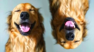 O canal ANPDog mudou a vida do seu Cachorro? | Dr. Edgard Gomes | Alimentação natural para Cães