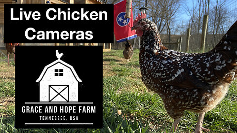 Live Chicken Camera from Grace and Hope Farm in Tennessee | Enjoy the Music and Relax