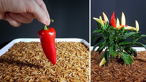 10000 Mealworms vs Hot Chili, Cactus, Chicken feet