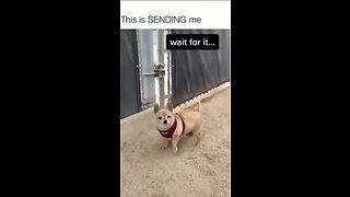 Random Funny dog videos