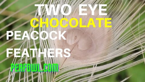Two Eye Chocolate Peacock Feathers, Peacock Minute, peafowl.com