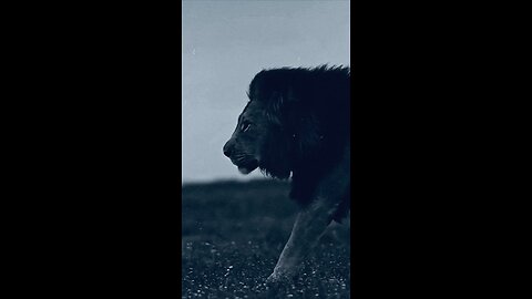 Lion Cuple ❤️