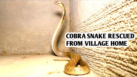 Cobra snake rescued At village home
