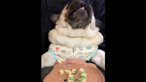 Adorable puppy PUG eating cookie for teatime