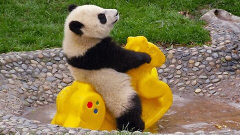 Cute Funny Panda || Try not tot smile