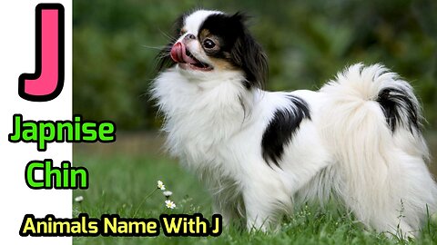 learn animals name for toddlers | Animals name start with J | Animals names start with Letter j